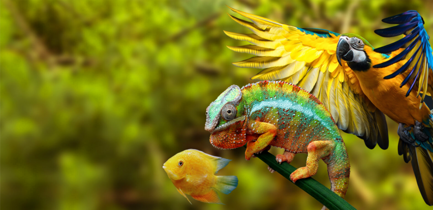 A fish, chameleon and parrot over a jungle background 